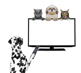 Dogs and cats watching television - 113877554