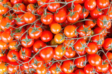 Many bunches of red vine tomatoes