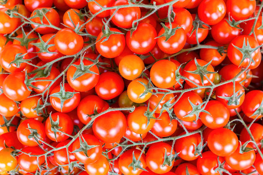 Many Bunches Of Red Vine Tomatoes