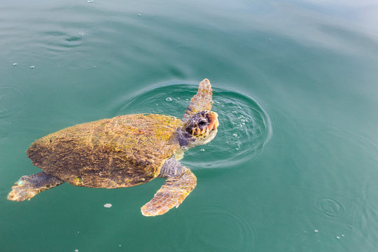 One big swimming sea turtle Caretta