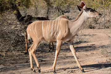 Kudu cow strolling through the barren bush searching for suitable browsing material