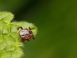Tick waiting for host