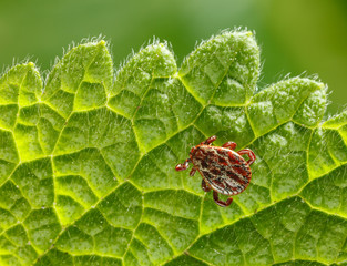 Tick crawling on leaf