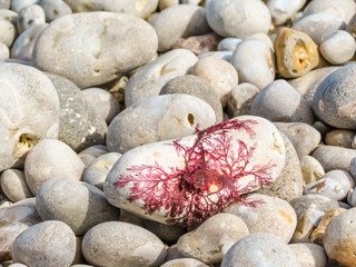 Red seaweed on the pebble beach
