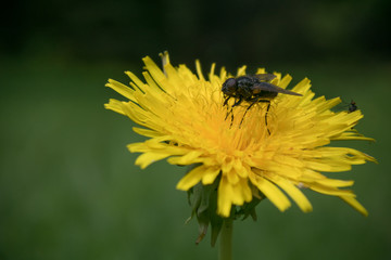 Fly on a little yellow flower