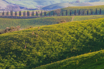 Tuscany landscape with hill, roes and cypress