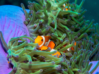 Fototapeta na wymiar anemone fish at underwater, philippines
