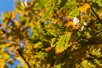 oak tree leaves in autumn against blue sky