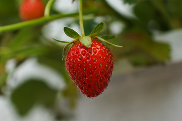 Hängende Erdbeere