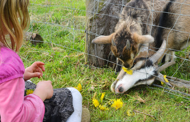 Girl feeding two Goats