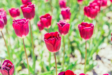 Obraz premium Colorful tulip garden in spring