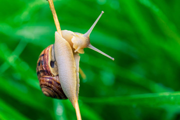 Snail on the grass in the morning.