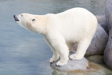 Fototapeta na wymiar Close-up of a polarbear (icebear)