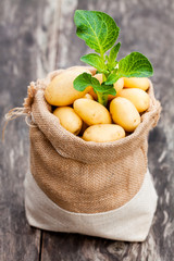 Baby  potatoes in burlap sack on wooden background