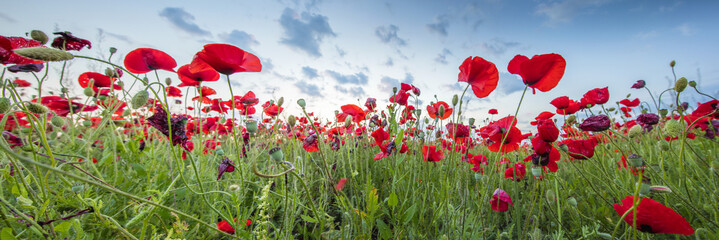 Fototapeta premium panorama with poppy under sky