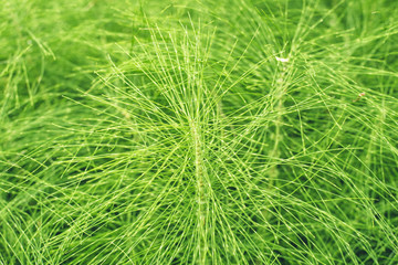 Equisetum, or horsetail grass, of bright green color