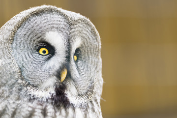 Great Grey Owl - keen eye
