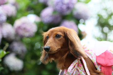 ダックスフンドとアジサイ