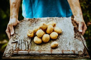 Farmer with potatoes - 113885153