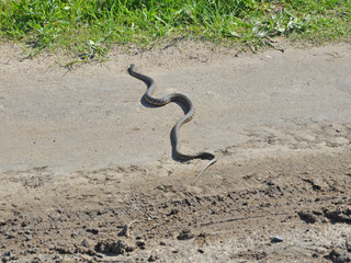 Dice snake (Natrix tessellata) crossing the path with a hissing sound