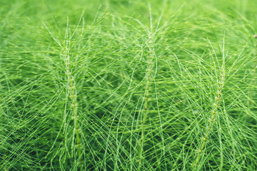 Equisetum, or horsetail grass, of bright green color
