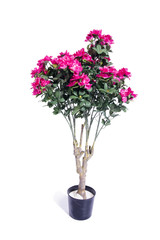 Rose pot isolated on the white background