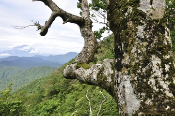 山地に立つ古木