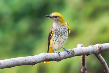 A young golden oriole at a fig tree looking for fruit to eat