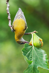 Golden oriole (Oriolus oriolus) immature feeding on fig fruit on the tree