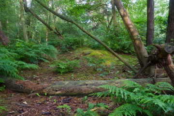 Forest with ferns and fallen tree