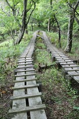 森に続く木道