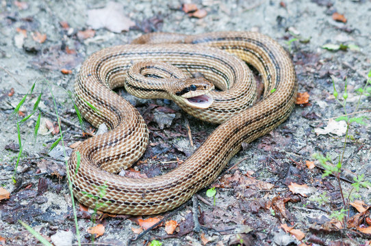 Adult four-lined snake (Elaphe quatuorlineata) hissing