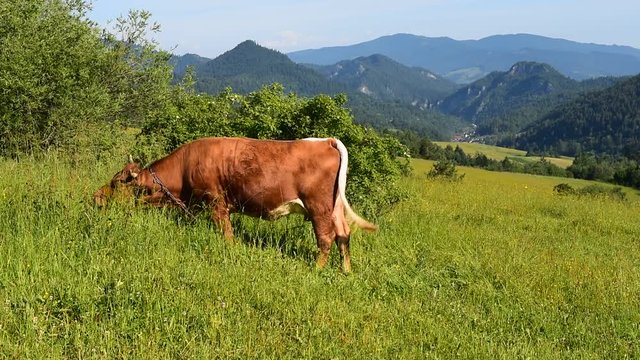Pieniny - pasąca się krowa na łące