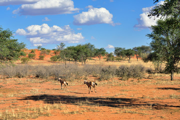 Kalahari desert, Namibia