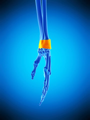 medically accurate  illustration of the retinaculum ligaments