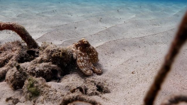 Unterwasser - Riff - Tintenfisch - Krake - Oktopus - - Tauchen - Curacao - Karibik - 4K