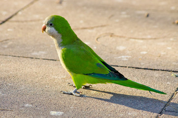 Green parrots in Barcelona, Spain