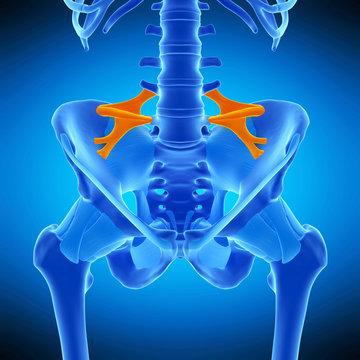 medically accurate illustration of the iliolumbar ligament