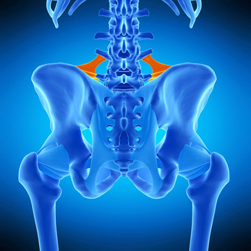 medically accurate illustration of the iliolumbar ligament