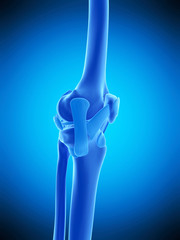 medically accurate illustration of the knee ligaments