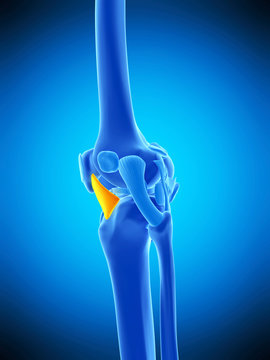 medically accurate illustration of the lateral patellar ligament