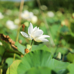 Soft focus white Lotus flower