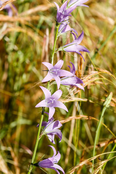 Campanula rapunculus. Flores de Raponchigo.