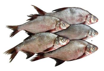 5 crucian fishes isolated on white background. top view, flat la
