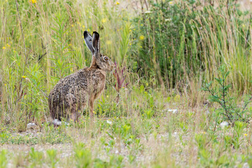 Feldhase (Lepus europaeus) sitzt neben einem Feld auf der Wiese