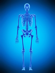 medically accurate illustration of the human skeleton