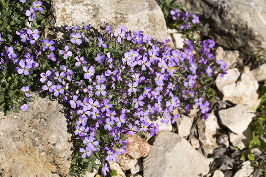 Yabani &Ccedil;i&ccedil;ek