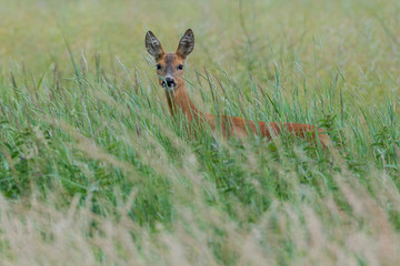 Ein Reh (Capreolus capreolus) versteckt sich im hohen Gras und sichert die Umgebung