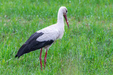 Storch Weißstorch (Ciconia ciconia) auf Nahrungssuche auf einer Wiese