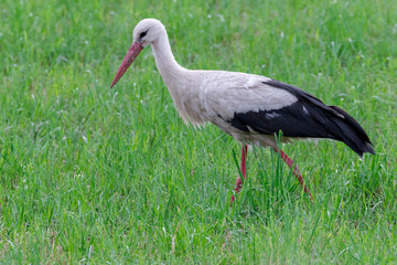 Fototapeta premium Storch Weißstorch (Ciconia ciconia) auf Nahrungssuche auf einer Wiese